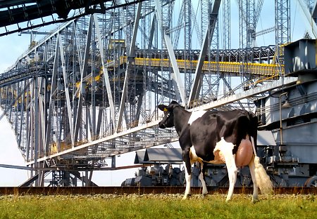 Fotoshooting für Kalender des Rinderzuchtverbandes Berlin-Brandenburg, © O. Umbreit