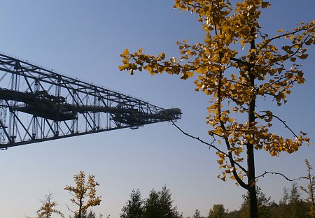 Ein Blick vom Ginkgo-Baum, der sein herbstlich gefärbtes Laub hat, auf den Ausleger der F60., ©O.Umbreit-F60