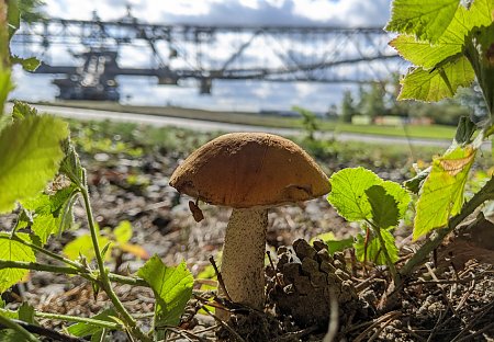 Herbststimmung an der F60, © F60 Lisa Studer